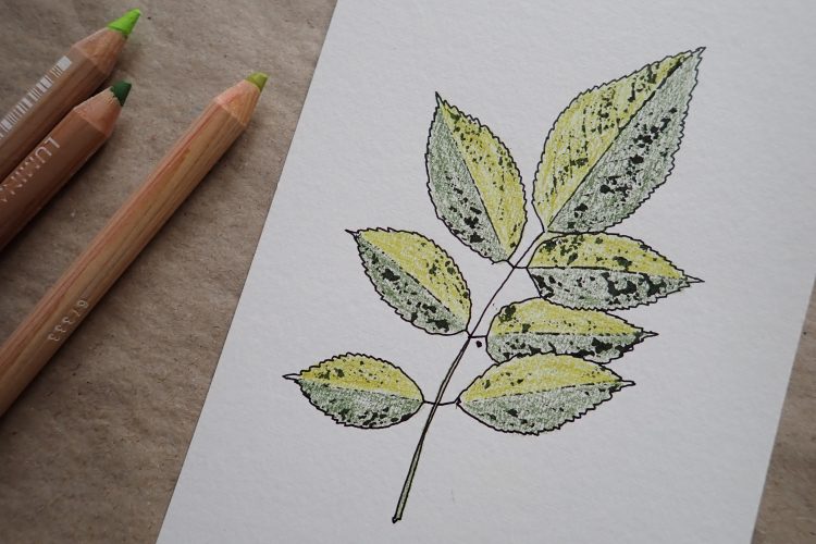 Pflanzendrucke mit Tinte